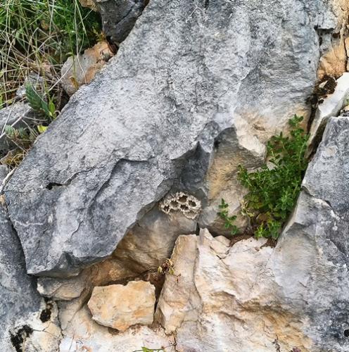 Katamenes arbustorum